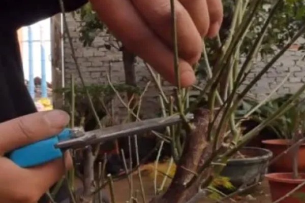 梅花的养殖要点,合理的浇水以及施肥必须掌握