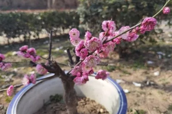 梅花的养殖要点,合理的浇水以及施肥必须掌握