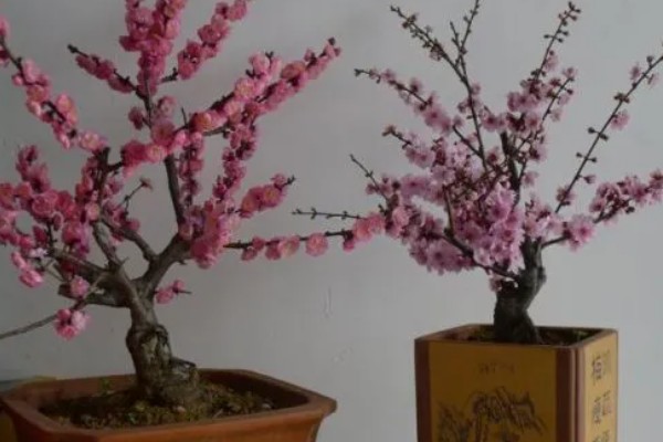 梅花的养殖要点,合理的浇水以及施肥必须掌握