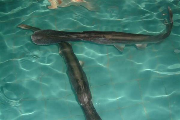 养殖鸭嘴鱼有哪些注意事项，可与草鱼、鲤鱼等鱼类混合喂养