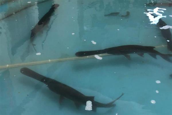 养殖鸭嘴鱼有哪些注意事项，可与草鱼、鲤鱼等鱼类混合喂养