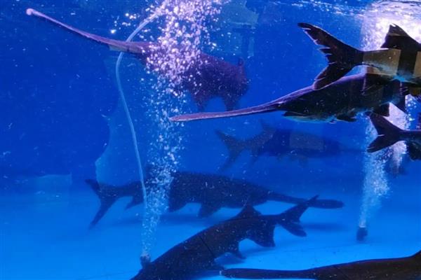 养殖鸭嘴鱼有哪些注意事项，可与草鱼、鲤鱼等鱼类混合喂养