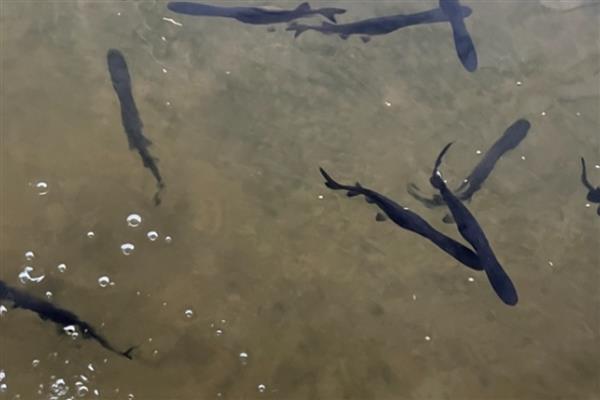 养殖鸭嘴鱼有哪些注意事项，可与草鱼、鲤鱼等鱼类混合喂养