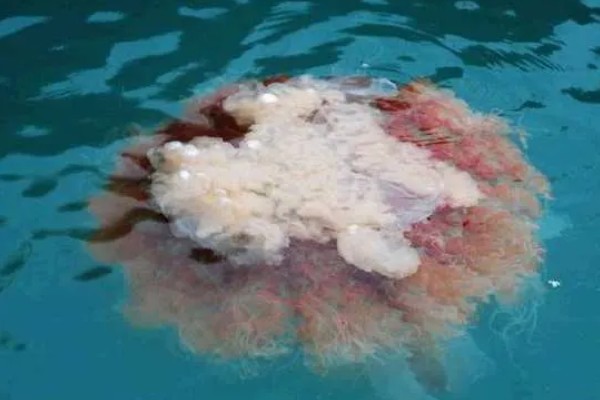 海蜇吃什么,以水中的一些生物为食