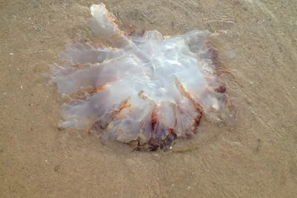 海蜇吃什么,以水中的一些生物为食