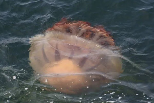 海蜇吃什么,以水中的一些生物为食