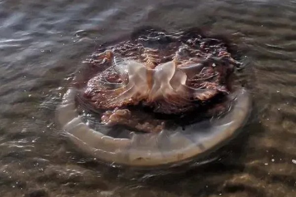 海蜇吃什么,以水中的一些生物为食