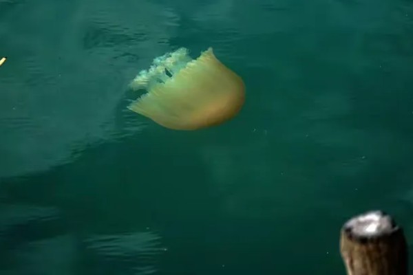 海蜇吃什么,以水中的一些生物为食