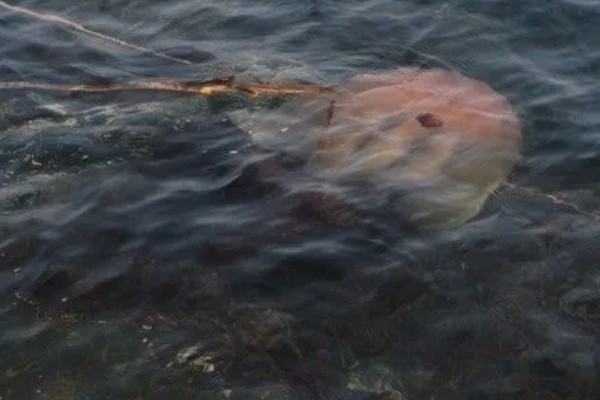 海蜇吃什么,以水中的一些生物为食