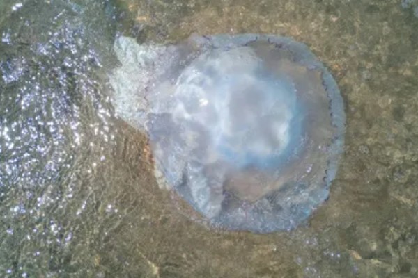 海蜇吃什么,以水中的一些生物为食