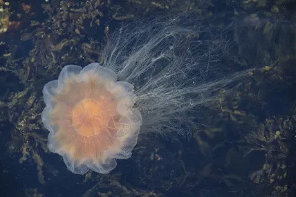 海蜇吃什么,以水中的一些生物为食
