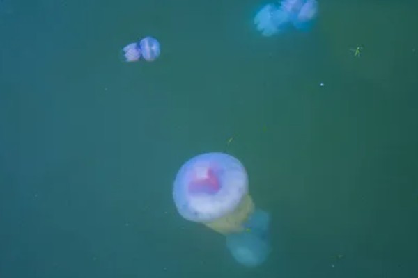 海蜇吃什么,以水中的一些生物为食