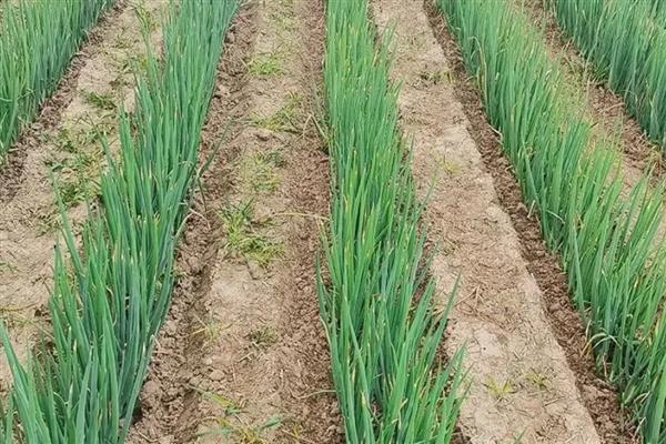 大葱的种植方法，行距控制在20厘米以上