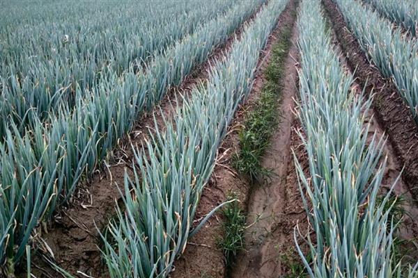 大葱的种植方法，行距控制在20厘米以上