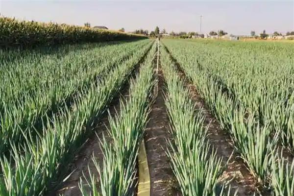 大葱的种植方法，行距控制在20厘米以上