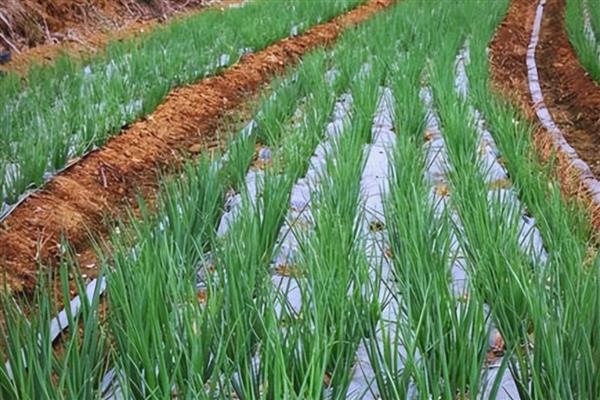 大葱的种植方法，行距控制在20厘米以上