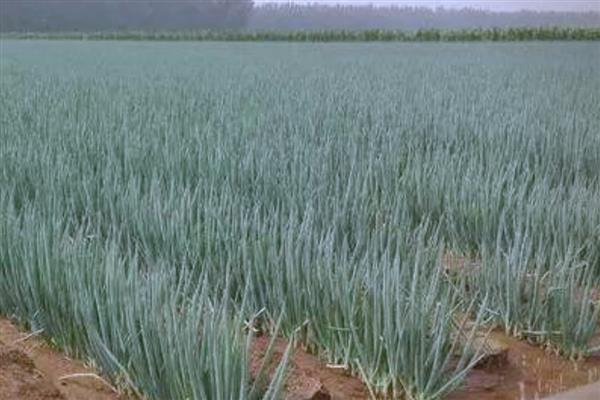 大葱的种植方法，行距控制在20厘米以上