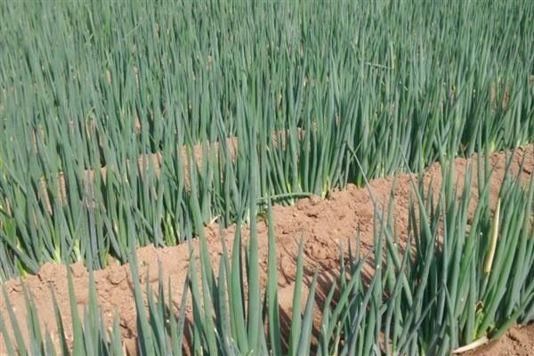 大葱的种植方法，行距控制在20厘米以上