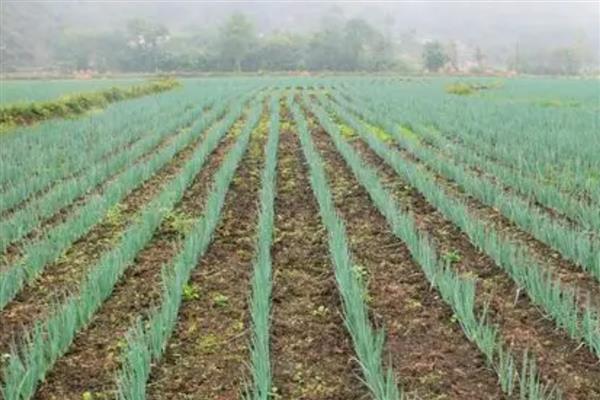 大葱的种植方法，行距控制在20厘米以上