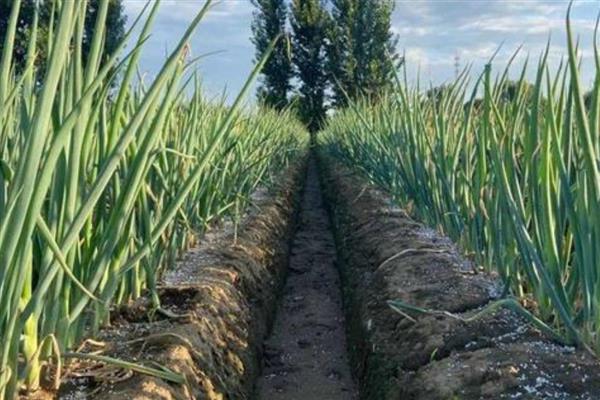 大葱的种植方法，行距控制在20厘米以上