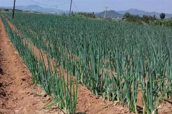 大葱的种植方法，行距控制在20厘米以上