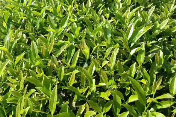 漳平水仙茶是什么茶，是乌龙茶类