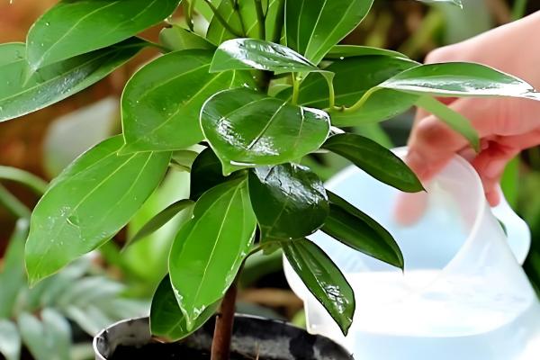 平安树怎么养殖，生长盛期要追施氮磷钾复合肥