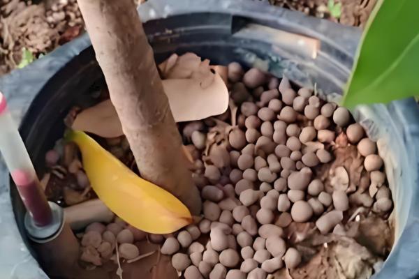 平安树怎么养殖，生长盛期要追施氮磷钾复合肥