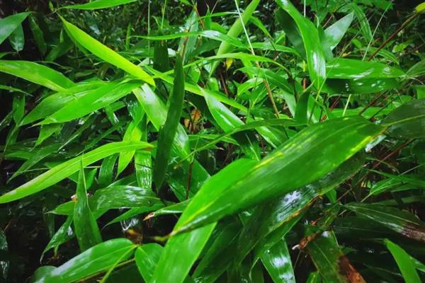 粽子叶成本高吗，粽子叶成本不高