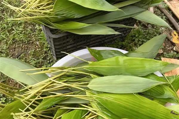 粽子叶成本高吗，粽子叶成本不高