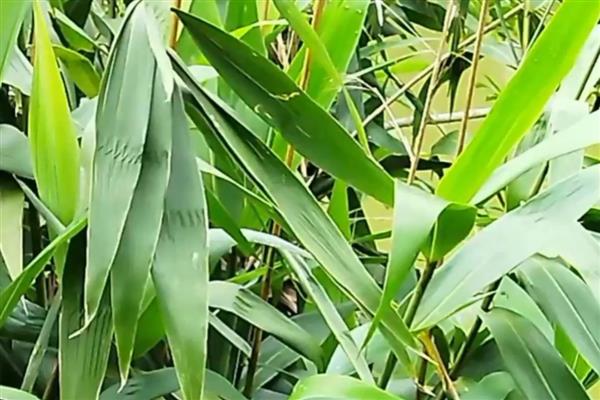 粽子叶成本高吗，粽子叶成本不高