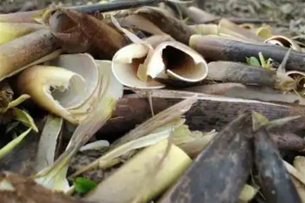 粽子叶成本高吗，粽子叶成本不高