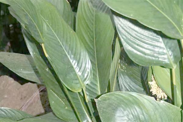 粽子叶成本高吗，粽子叶成本不高