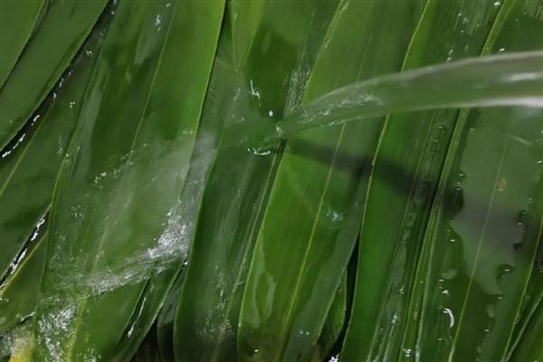 粽子叶成本高吗，粽子叶成本不高