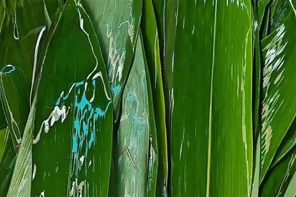 粽子叶成本高吗，粽子叶成本不高