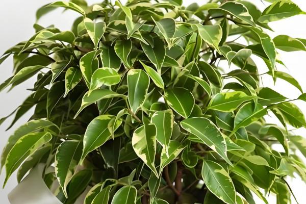 平安树怎么养殖，生长盛期要追施氮磷钾复合肥