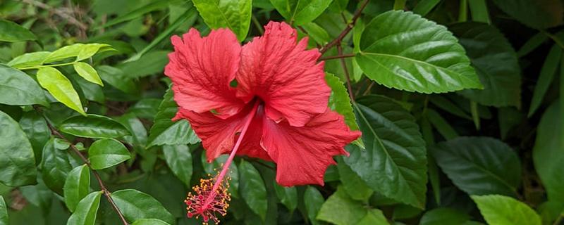 哪些树有很长的花期，常见日日樱、扶桑花等品种