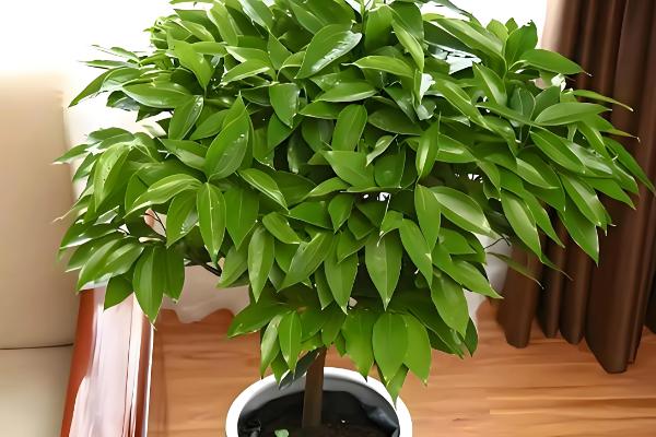 平安树怎么养殖，生长盛期要追施氮磷钾复合肥