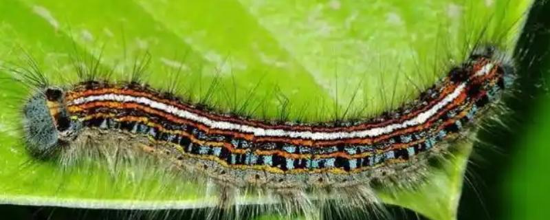 有什么常见的毛毛虫，常见的有大蓟马毛虫、松毛虫等
