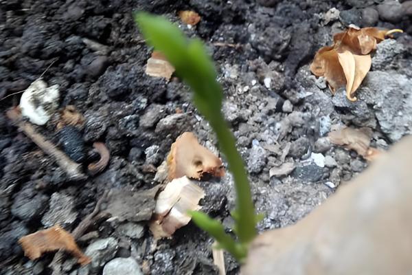 平安树怎么养殖，生长盛期要追施氮磷钾复合肥