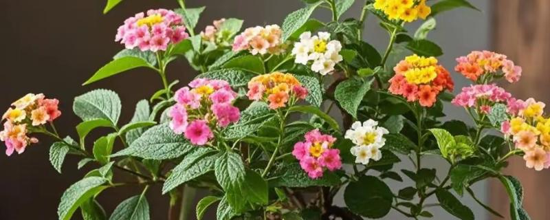 五色梅怎么养殖，生长期每隔半个月追肥一次
