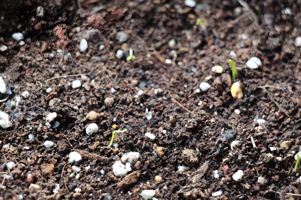 平安树怎么养殖，生长盛期要追施氮磷钾复合肥