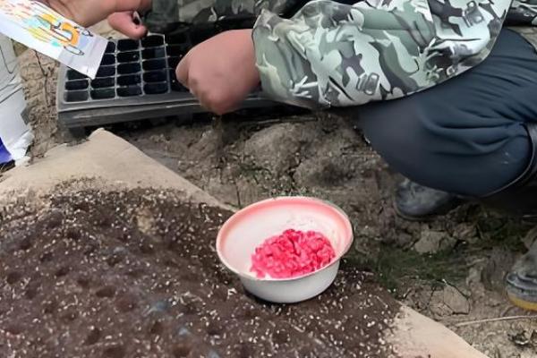 平安树怎么养殖，生长盛期要追施氮磷钾复合肥