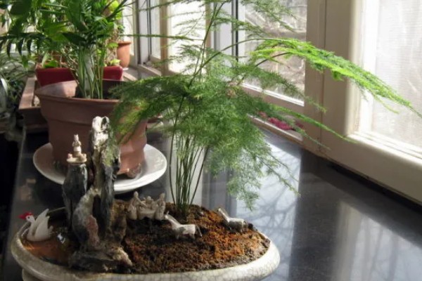 文竹冬季养护方法,确保室温达到15℃以上