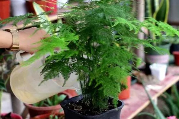 文竹冬季养护方法,确保室温达到15℃以上