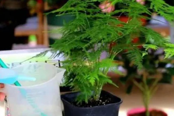 文竹冬季养护方法,确保室温达到15℃以上