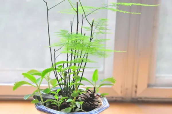 文竹冬季养护方法,确保室温达到15℃以上