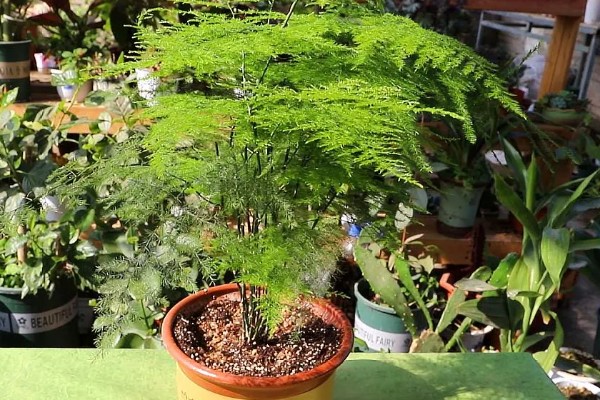 文竹冬季养护方法,确保室温达到15℃以上