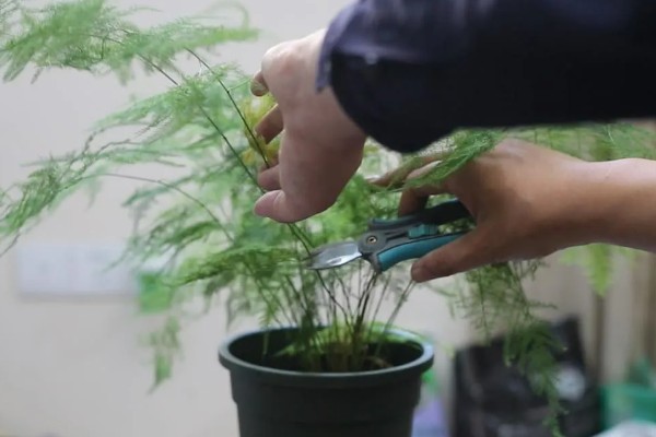 文竹冬季养护方法,确保室温达到15℃以上