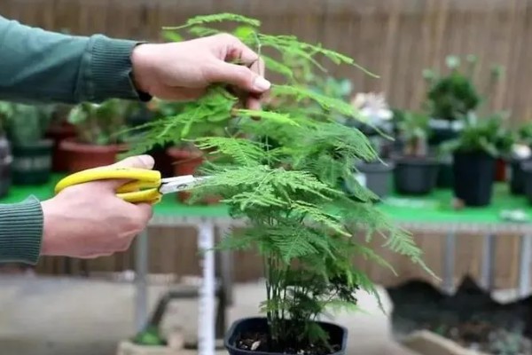 文竹冬季养护方法,确保室温达到15℃以上